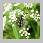 Symmorphus bifasciatus - Lehmwespe 15a.jpg